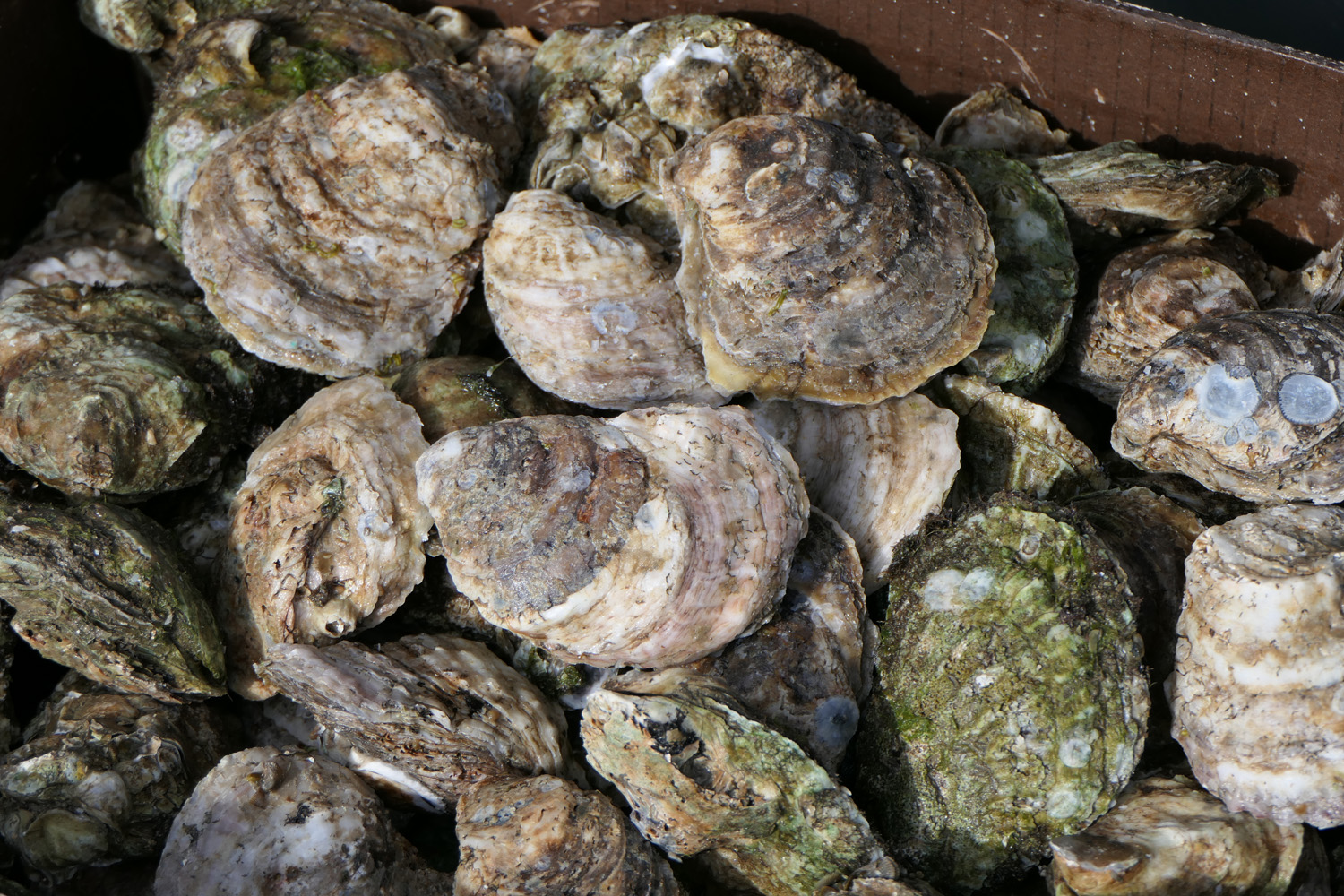 Oysters!